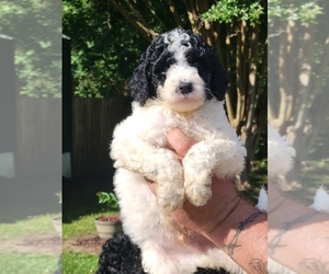 Labradoodle Puppy for sale in PELL CITY, AL, USA