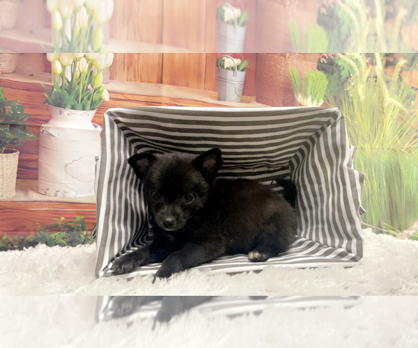 Medium Photo #1 Chiranian Puppy For Sale in KINSTON, NC, USA