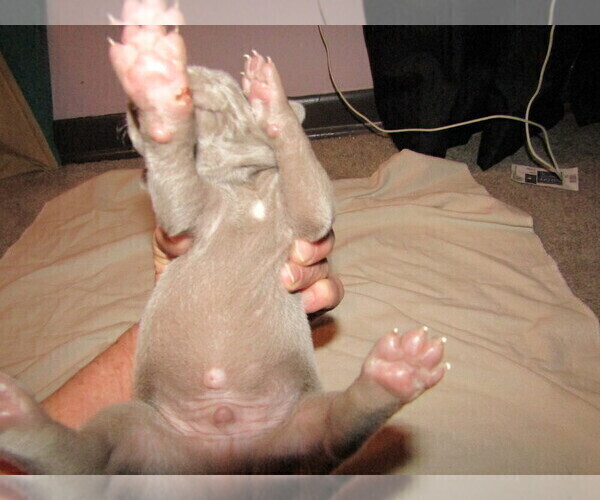 Medium Photo #1 Weimaraner Puppy For Sale in LAS ANIMAS, CO, USA