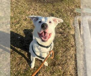 German Shepherd Dog-Siberian Husky Mix Dogs for adoption in Vaughan, Ontario, Canada