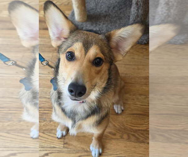 Medium Photo #1 German Shepherd Dog-Unknown Mix Puppy For Sale in Denver , CO, USA