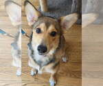 Small German Shepherd Dog Mix