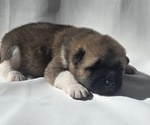 Puppy AXLE Akita