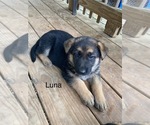 Puppy Puppy 2 German Shepherd Dog