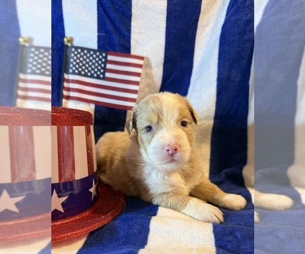 Medium Photo #1 Australian Shepherd Puppy For Sale in EUSTIS, FL, USA