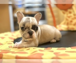 French Bulldog Puppy for sale in MINNEAPOLIS, MN, USA