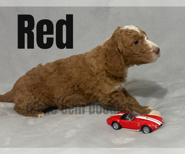 Medium Photo #9 Goldendoodle Puppy For Sale in HOMEDALE, ID, USA