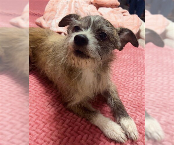 Medium Photo #1 Chihuahua-Unknown Mix Puppy For Sale in Tallahassee, FL, USA