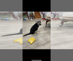 German Shepherd Dog Puppy for sale in BELTSVILLE, MD, USA