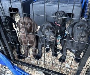 German Shorthaired Lab Litter for sale in TACOMA, WA, USA