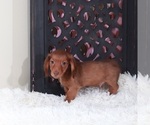 Small #1 Dachshund