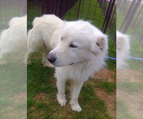 Medium Photo #3 Great Pyrenees Puppy For Sale in Spring, TX, USA