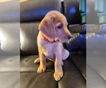 Small Photo #79 Labrador Retriever Puppy For Sale in BUFFALO, NY, USA