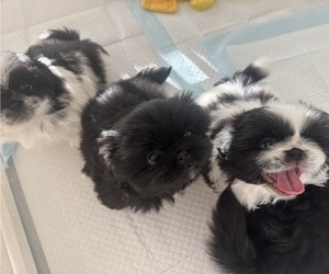 Pekingese Puppy for Sale in NUEVO, California USA