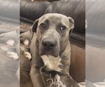 Small #2 Mutt