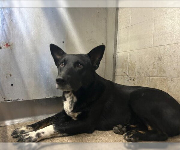 Medium Photo #2 German Shepherd Dog-Unknown Mix Puppy For Sale in San Bernardino, CA, USA