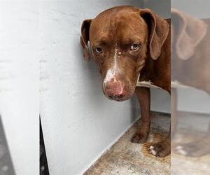 American Pit Bull Terrier Dogs for adoption in Houston, TX, USA