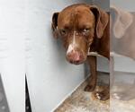 Small American Pit Bull Terrier