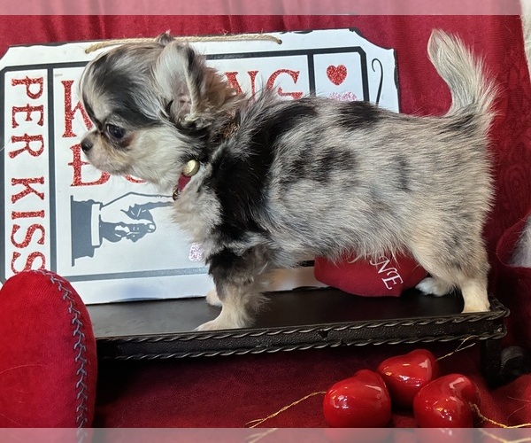 Medium Photo #4 Chihuahua Puppy For Sale in NEWVILLE, PA, USA