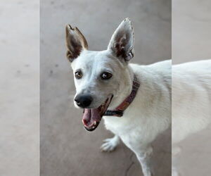 Yo-Yo - Male Mutt Dog for Adoption - Photo #3