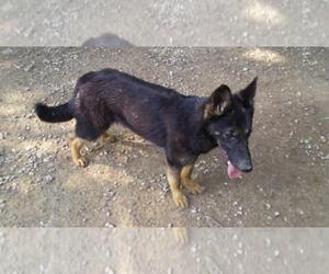 German Shepherd Dog Puppy for sale in LOGAN, OH, USA