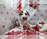 Puppy Harlequin Girl Great Dane