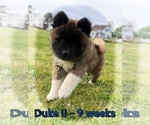 Puppy Duke Akita