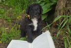Small Photo #1 Aussiedoodle Puppy For Sale in JASPER, NY, USA