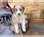 Small Photo #2 Australian Shepherd Puppy For Sale in BRYSON CITY, NC, USA