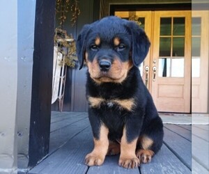 Rottweiler Puppy for sale in CHAMBERSBURG, PA, USA