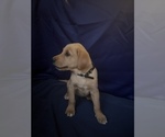 Small Photo #2 Golden Retriever Puppy For Sale in SAN FERNANDO, CA, USA