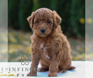 Goldendoodle (Miniature) Puppy for sale in LANCASTER, PA, USA