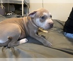 Puppy Puppy 3 American Bully