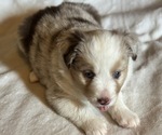 Small #1 Australian Shepherd-Miniature Australian Shepherd Mix