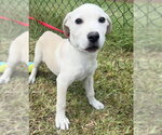 Small #6 Labrador Retriever