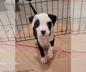 American Pit Bull Terrier Puppy for sale in NEWBERRY, MI, USA