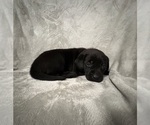 Small #7 Labrador Retriever