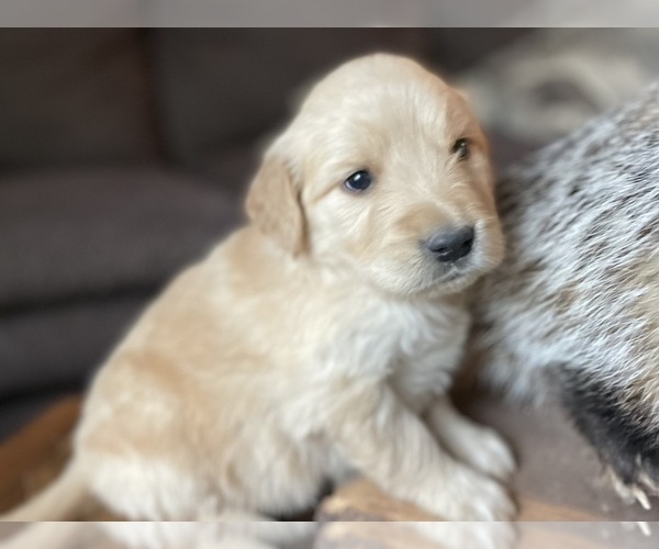 Medium Photo #4 Golden Retriever Puppy For Sale in FORDLAND, MO, USA