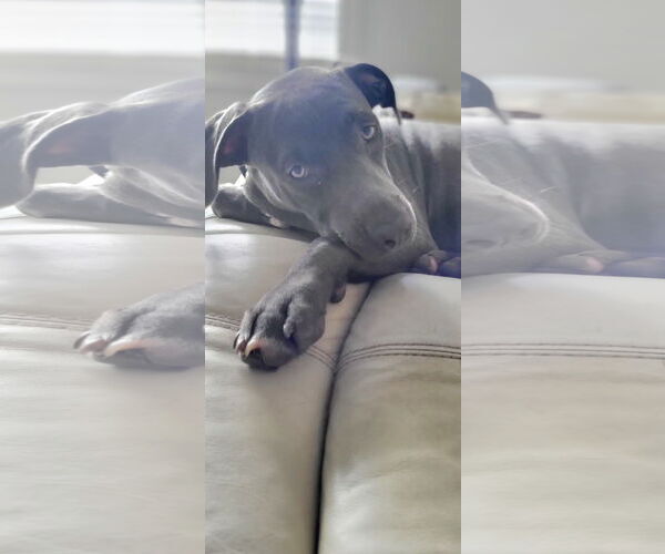 Medium Photo #10 American Pit Bull Terrier-German Shepherd Dog Mix Puppy For Sale in Tampa, FL, USA