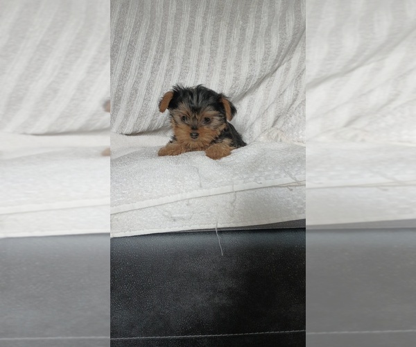 Medium Photo #2 Yorkshire Terrier Puppy For Sale in BENSON, NC, USA