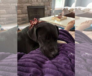 American Pit Bull Terrier-Unknown Mix Dogs for adoption in Germantown, OH, USA