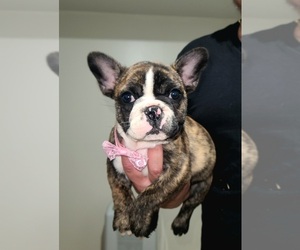 French Bulldog Puppy for sale in SUWANEE, GA, USA