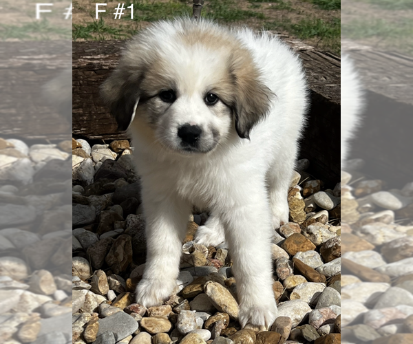 Medium Photo #2 Great Pyrenees Puppy For Sale in LOCKHART, TX, USA