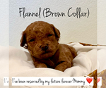 Puppy Flannel Poodle (Toy)