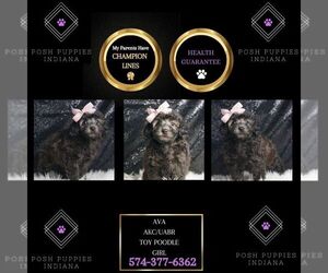Poodle (Toy) Puppy for sale in WARSAW, IN, USA