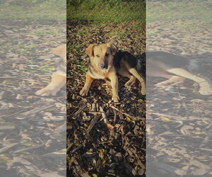 Summer - Female Mutt Dog for Adoption - Photo #3