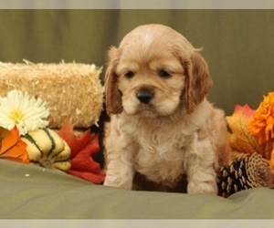 Cocker Spaniel Puppy for sale in LOYAL, WI, USA