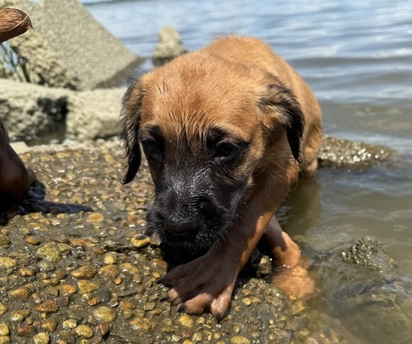 Medium Photo #26 Boxer-Poodle (Standard) Mix Puppy For Sale in WEST POINT, VA, USA