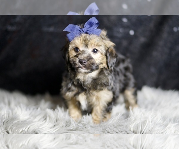 Medium Photo #6 YorkiePoo Puppy For Sale in WARSAW, IN, USA
