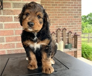 Bernedoodle Puppy for sale in MOUNT ORAB, OH, USA